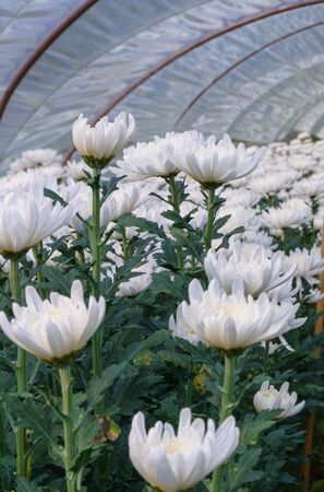 White chrysanthemum in a farm with white roofの写真素材