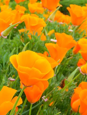 Yellow tulip in a gardenの写真素材