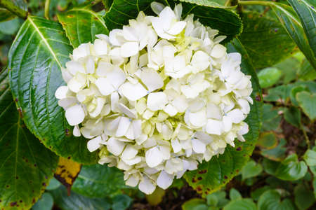 White flower is blooming in a park