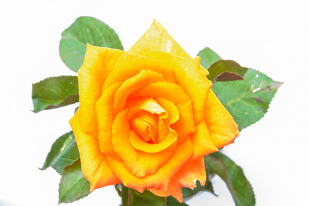 Orange rose on white backgroundの写真素材