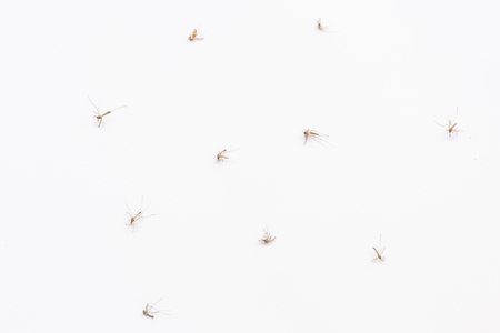 mosquito on white backgroundの写真素材