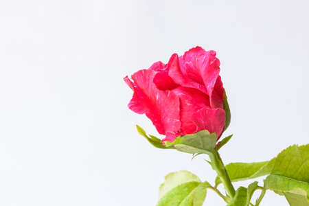 Pink rose with white backgroundの写真素材
