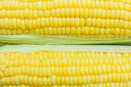 Two yellow cornsの写真素材