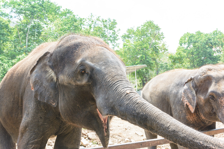 Asia elephant in Thailandの写真素材