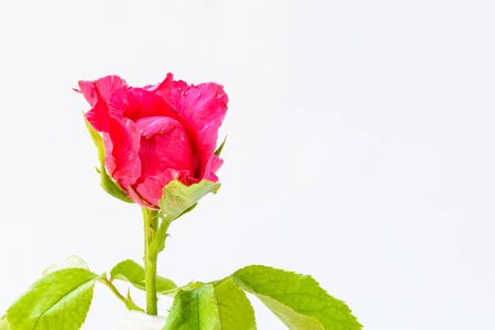 Pink flower with white backgroundの写真素材