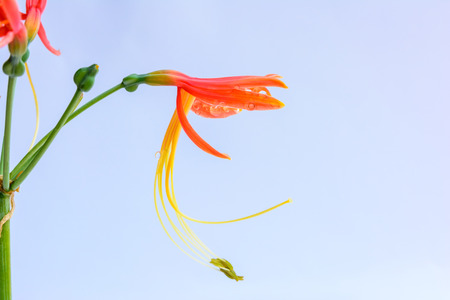 Orange flower with dropletの写真素材