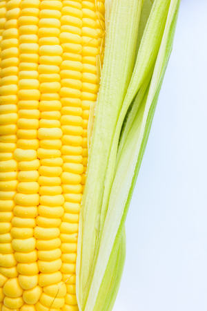 Corn with white backgroundの写真素材