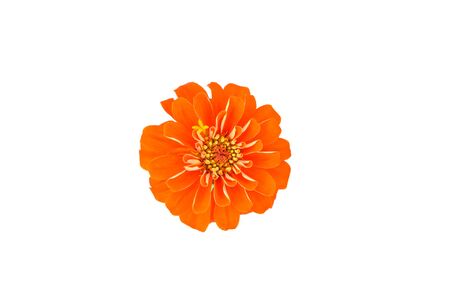 Orange zinnia flower blossom with white backgroundの写真素材