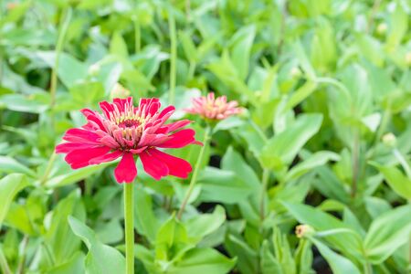 Pink zinnia flower blossomの写真素材
