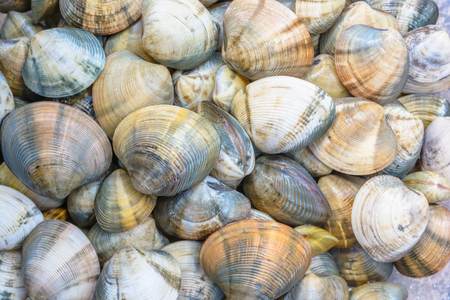 Shellfish for cook a seafoodの写真素材