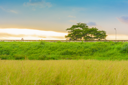 Park in sunsetの写真素材