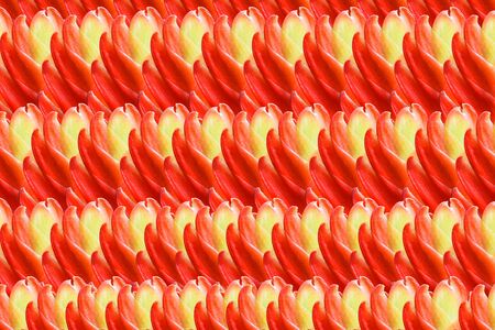 Abstract background flower red bromeliadの写真素材