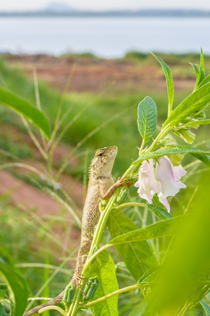 Chameleon on flowerの写真素材