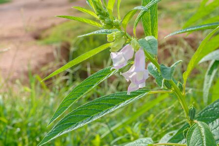 Pink flower and green blossomの写真素材