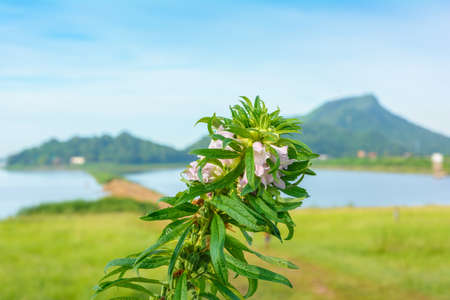 Flower blossom with mountain view