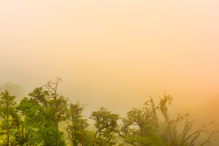 Abstract warmlight over a forest and fog in morning