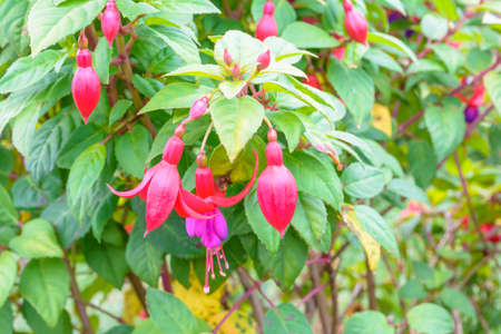 Pink fushsia blossom in gardenの写真素材