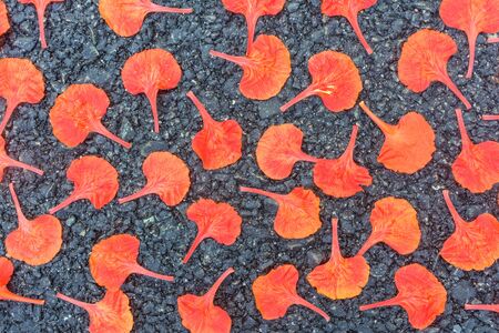 Orange petal flower background