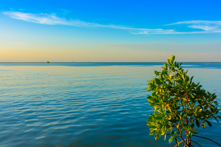 Tree and blue skyの写真素材