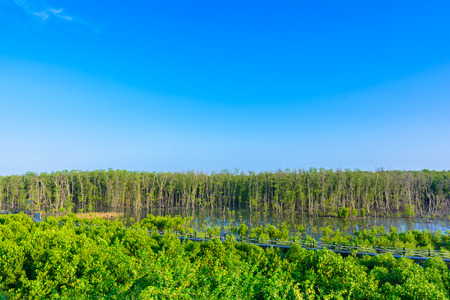 Mangrove forest in morning with blue skyの写真素材