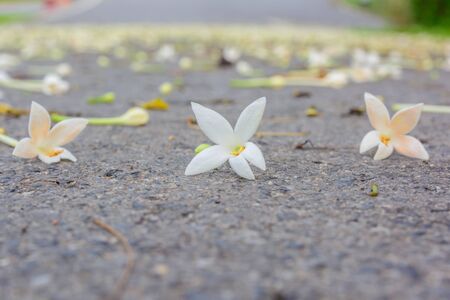 white flower on the ground in parkの写真素材