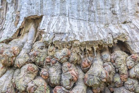 root background on palm treeの写真素材