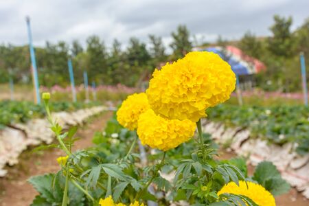 Yellow flower blooming in farmの写真素材