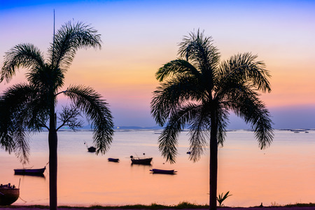Palm tree on the beach backgroundの写真素材