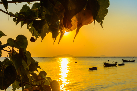 Leaf and the beach backgroundの写真素材
