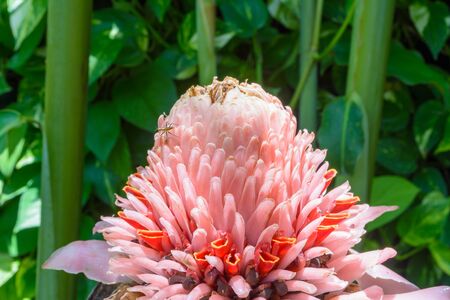 Etlingera elatior flower blossom backgroundの写真素材