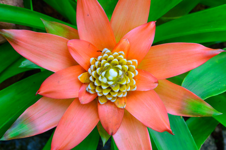 Colorful bromeliad collection background