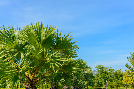 Palm tree in garden. nature outdoor backgroundの写真素材