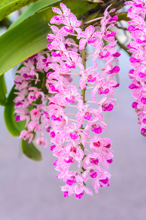 Colorful orchid flower blossom collection. Natural orchid flower backgroundの写真素材