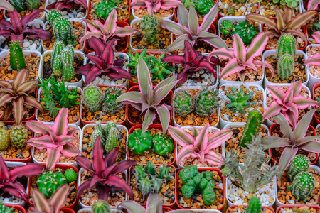Cactus flower in flower pot backgroundの写真素材