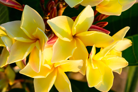 Close up frangipani blossom flower blooming background. Natural flower in outdoor backgroundの写真素材