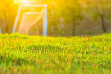 Green grasses with sunlight background. Outdoor with sunrise backgroundの写真素材