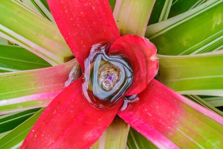 Colorful of bromeliad blossom background. Nature flower in gardensの写真素材