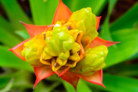 Colorful of bromeliad blossom background. Nature flower in gardensの写真素材