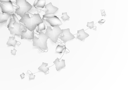 Abstract nature white leaf background. Coccinia grandis vegetable white leaf backgroundのイラスト素材