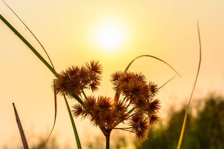 Sunrise with yellow sky and cloudy background. Nature and outdoor landscape background in Thailandの写真素材