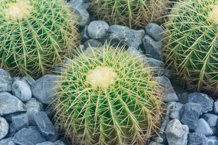 Green cactus on flower pot background in garden for decor garden house. Nature green tree background