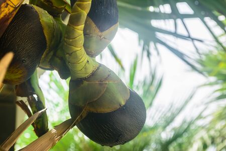 Seed of palm tree background in garden. Nature tree and seed decor a gardenの写真素材