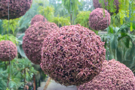 Spanish moss and bromeliad hang in a garden to decor for relax and walk in a garden. Nature park and...
