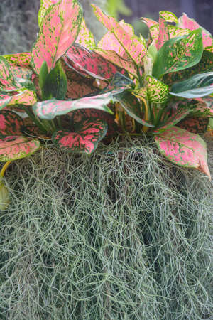 Spanish moss and bromeliad hang in a garden to decor for relax and walk in a garden. Nature park and...
