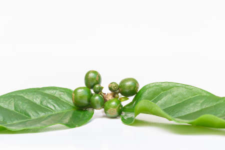 Raw coffee seed background with white background. Abstract drink seed