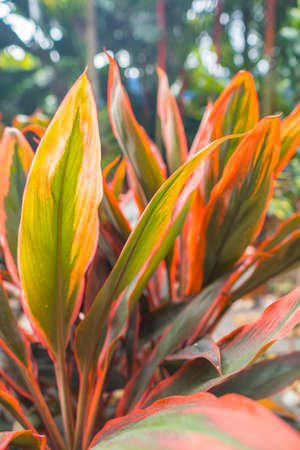 Cordyline fruticosa flower in garden with green tree background. Nature and colorful flower backgroundの写真素材