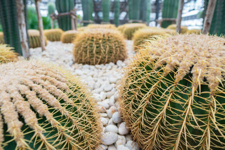 Cactus flower plant pattern background. Nature botanical flower backgroundの写真素材