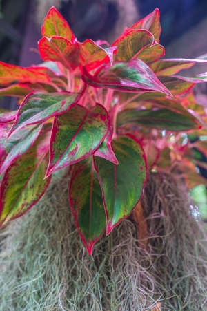 Aglaonema flower with spanish moss flower pot hanging in garden. Flower decor a garden background