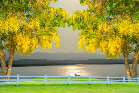 concept and idea green grasses and yellow flower tree with water pot and mountain background. Nature park and outdoor backgroundの写真素材