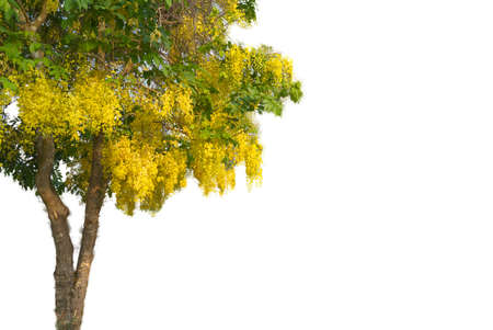 Yellow Cassia fistula tree with isolate backgroundの写真素材